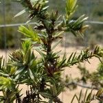 Juniperus drupacea Deilen