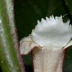 Paradrymonia ciliosa Кора