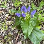 Gentiana andrewsii ফুল