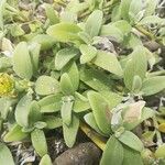 Melanthera lifuana List