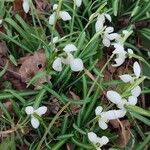 Galanthus nivalisÕis