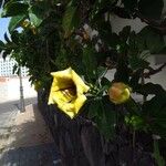 Solandra grandiflora Floro