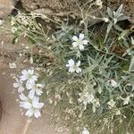 Cerastium tomentosum Blomst