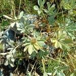 Potentilla valderia Likasa