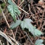 Rubus ursinus 葉