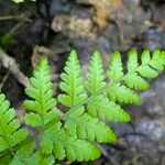 Dryopteris carthusiana Hoja