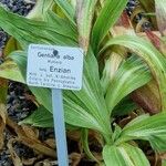 Gentiana alba Outro