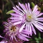 Drosanthemum floribundum Flor