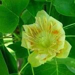 Liriodendron tulipifera Fleur