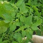 Physalis lagascae Leaf