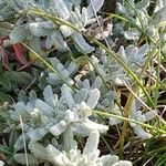 Teucrium polium 葉