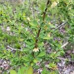 Berberis thunbergiiFleur