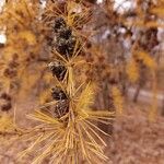 Larix decidua Leaf