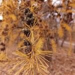 Larix decidua Blatt