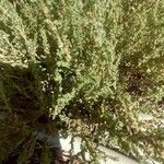 Salsola vermiculata Leaf