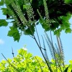 Actaea racemosa Blomst