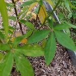 Cleome houtteana Leaf