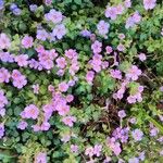 Sutera cordata Fula