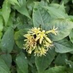 Diervilla sessilifolia Flower