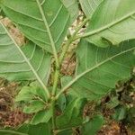 Morinda lucida Листок