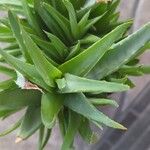 Aloe spp. Leaf