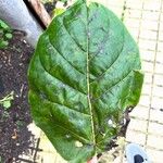 Solanum betaceum Leaf