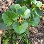 Calystegia soldanella Folla