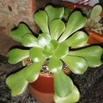 Aeonium castello-paivae Leaf