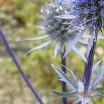 Eryngium planum Λουλούδι