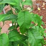 Buddleja globosa অভ্যাস