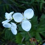 Libertia chilensis Blomst