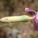 Dianthus godronianus Flor