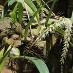 Bulbophyllum josephi Habit