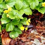 Waldsteinia ternata Yaprak