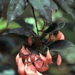 Leucomphalos capparideus Fruit