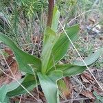 Orchis purpurea Leaf