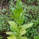 Nicotiana tabacum Hábitos