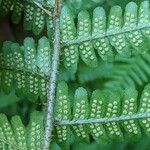 Dryopteris filix-mas Ostatní