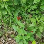 Spigelia marilandica പുഷ്പം