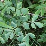 Thalictrum aquilegiifolium Leaf