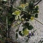 Clematis pauciflora Λουλούδι