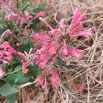 Agastache rupestris Flower