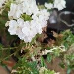 Verbena x hybrida Blüte
