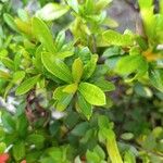 Ixora chinensis Leaf