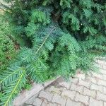 Taxus baccataLeaf