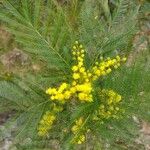 Acacia decurrens Blüte