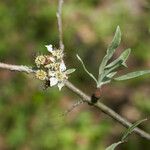 Pyrus salicifolia Çiçek