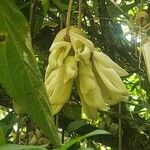 Mucuna sloanei फूल