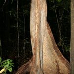 Chimarrhis microcarpa Otro