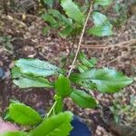Lomatia dentata Hoja